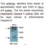 Caspase 6 Antibody from Signalway Antibody (39238) - Antibodies.com