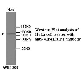 eIF4ENIF1 Antibody from Signalway Antibody (39262) - Antibodies.com