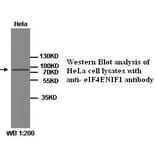 eIF4ENIF1 Antibody from Signalway Antibody (39262) - Antibodies.com