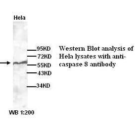 caspase 8 Antibody from Signalway Antibody (39265) - Antibodies.com