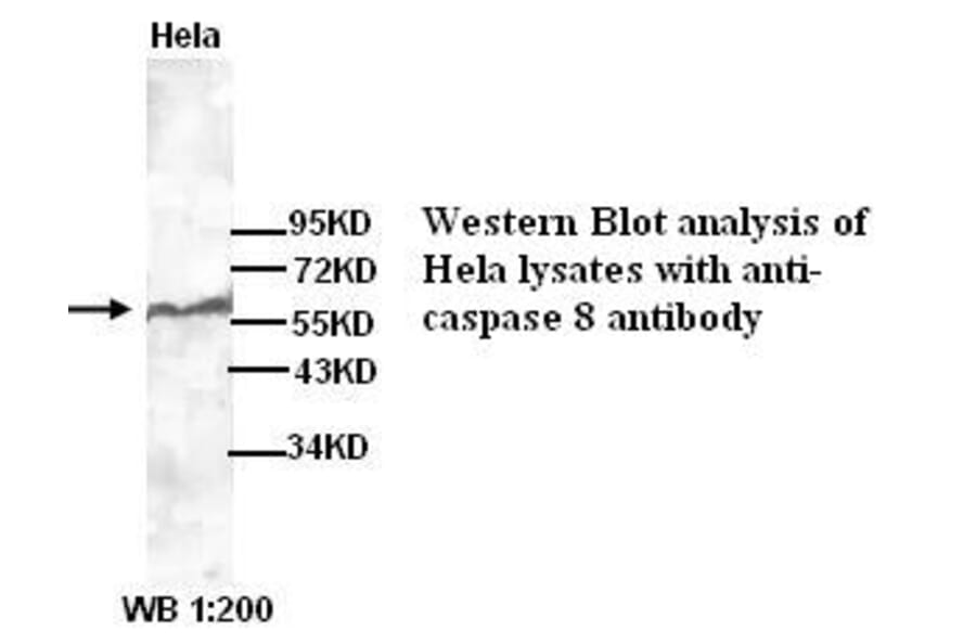 caspase 8 Antibody from Signalway Antibody (39265) - Antibodies.com