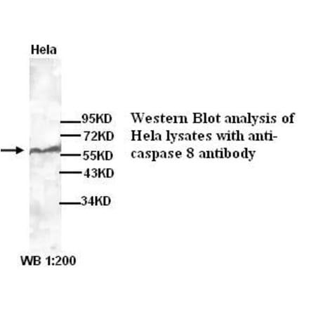 caspase 8 Antibody from Signalway Antibody (39265) - Antibodies.com