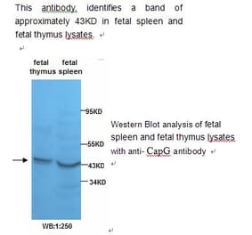 Actin Regulatory Protein CAPG Antibody from Signalway Antibody (39232) - Antibodies.com