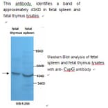 Actin Regulatory Protein CAPG Antibody from Signalway Antibody (39232) - Antibodies.com