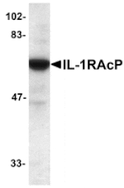 Western blot - IL-1RAcP Antibody from Signalway Antibody (24067) - Antibodies.com