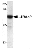 Western blot - IL-1RAcP Antibody from Signalway Antibody (24067) - Antibodies.com