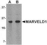 Western blot - MARVELD1 Antibody from Signalway Antibody (25010) - Antibodies.com