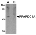 Western blot - PPAPDC1A Antibody from Signalway Antibody (25014) - Antibodies.com