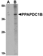 Western blot analysis of PPAPDC1B in EL4 cell lysate with PPAPDC1B antibody at (A) 1 and (B) 2 µg/mL.