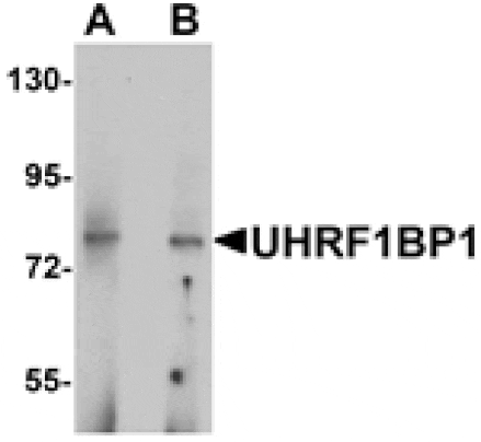 Western blot - UHRF1BP1 Antibody from Signalway Antibody (25348) - Antibodies.com