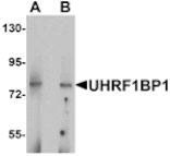 Western blot - UHRF1BP1 Antibody from Signalway Antibody (25348) - Antibodies.com