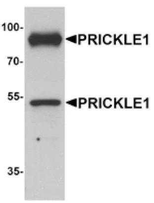 Western blot - PRICKLE1 Antibody from Signalway Antibody (25382) - Antibodies.com