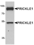 Western blot - PRICKLE1 Antibody from Signalway Antibody (25382) - Antibodies.com