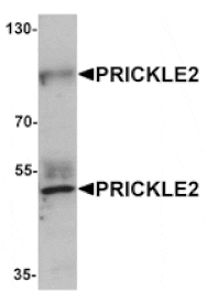 Western blot - PRICKLE2 Antibody from Signalway Antibody (25383) - Antibodies.com