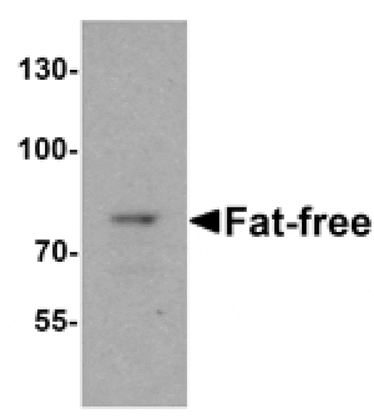 Western blot - Fat-free Antibody from Signalway Antibody (25521) - Antibodies.com
