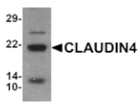 Western blot - CLAUDIN4 Antibody from Signalway Antibody (25538) - Antibodies.com