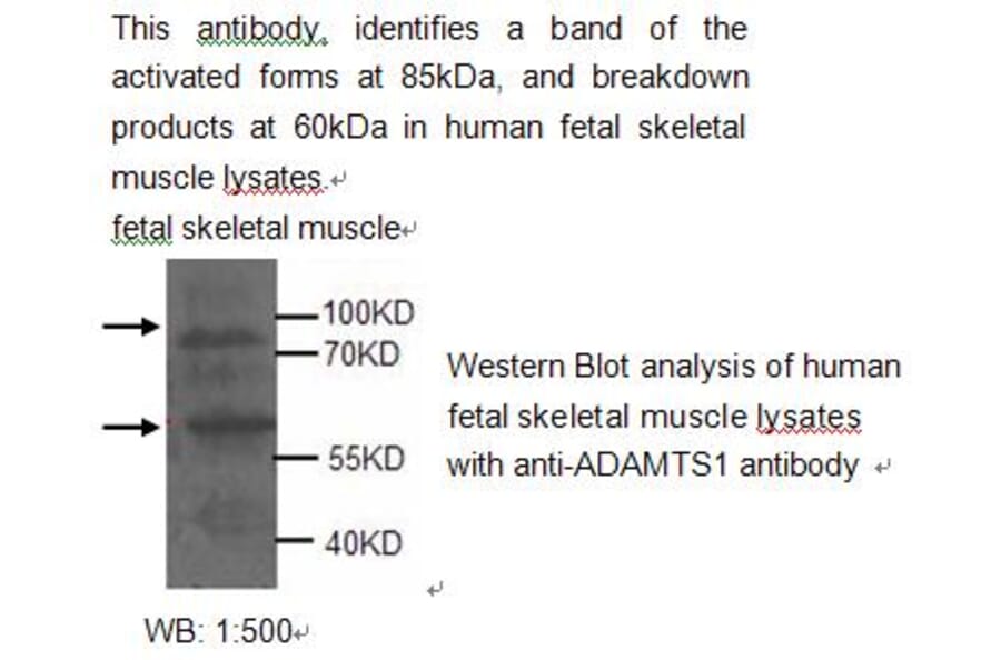 ADAMTS-1 Antibody from Signalway Antibody (39210) - Antibodies.com