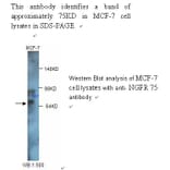 NGFR p75 Antibody from Signalway Antibody (39244) - Antibodies.com