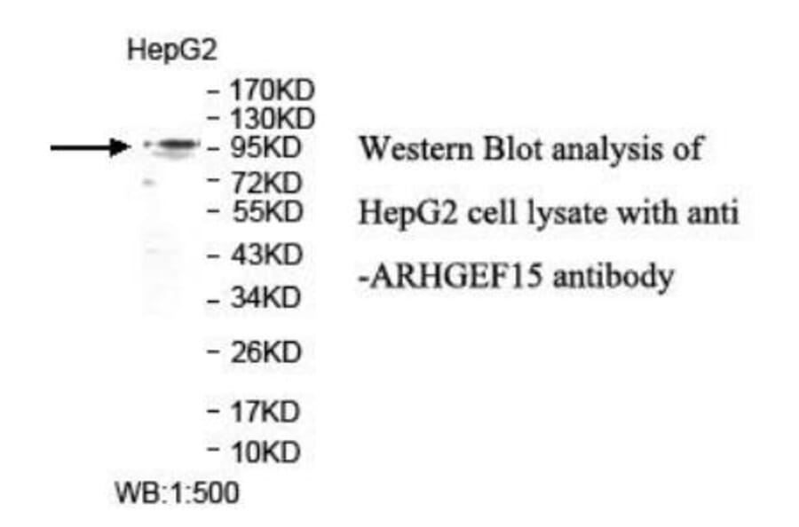 ARHGEF15 Antibody from Signalway Antibody (39932) - Antibodies.com