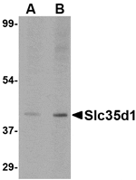 Western blot analysis of Slc35D1 inA-20 lysate with Slc35D1 antibody at (A) 1 and (B) 2 µg/mL.
