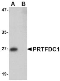 Western blot - PRTFDC1 Antibody from Signalway Antibody (24744) - Antibodies.com