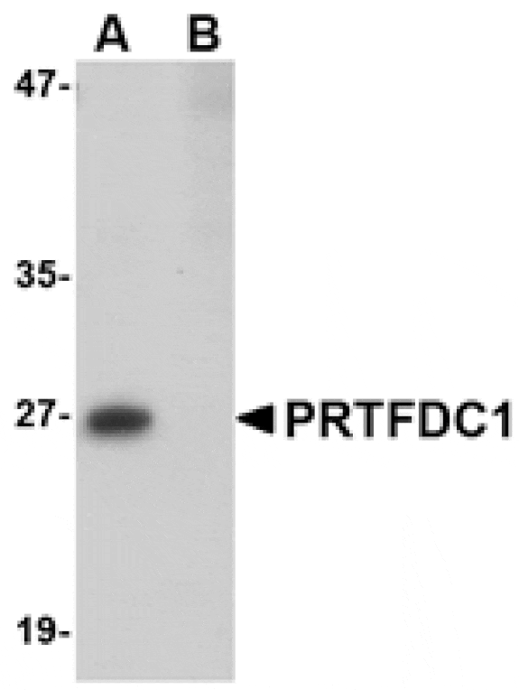 Western blot - PRTFDC1 Antibody from Signalway Antibody (24744) - Antibodies.com