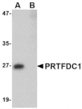 Western blot - PRTFDC1 Antibody from Signalway Antibody (24744) - Antibodies.com