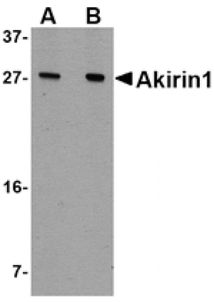 Western blot - Akirin1 Antibody from Signalway Antibody (24755) - Antibodies.com