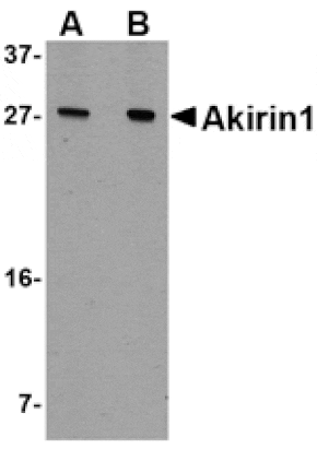 Western blot - Akirin1 Antibody from Signalway Antibody (24755) - Antibodies.com