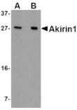 Western blot - Akirin1 Antibody from Signalway Antibody (24755) - Antibodies.com