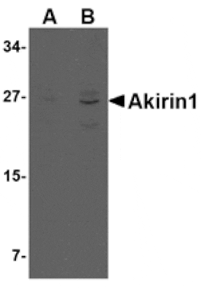 Western blot - Akirin1 Antibody from Signalway Antibody (24756) - Antibodies.com