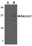 Western blot - Akirin1 Antibody from Signalway Antibody (24756) - Antibodies.com
