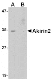 Western blot - Akirin2 Antibody from Signalway Antibody (24758) - Antibodies.com