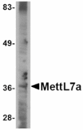Western blot - MettL7A Antibody from Signalway Antibody (24785) - Antibodies.com