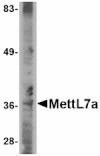 Western blot - MettL7A Antibody from Signalway Antibody (24785) - Antibodies.com