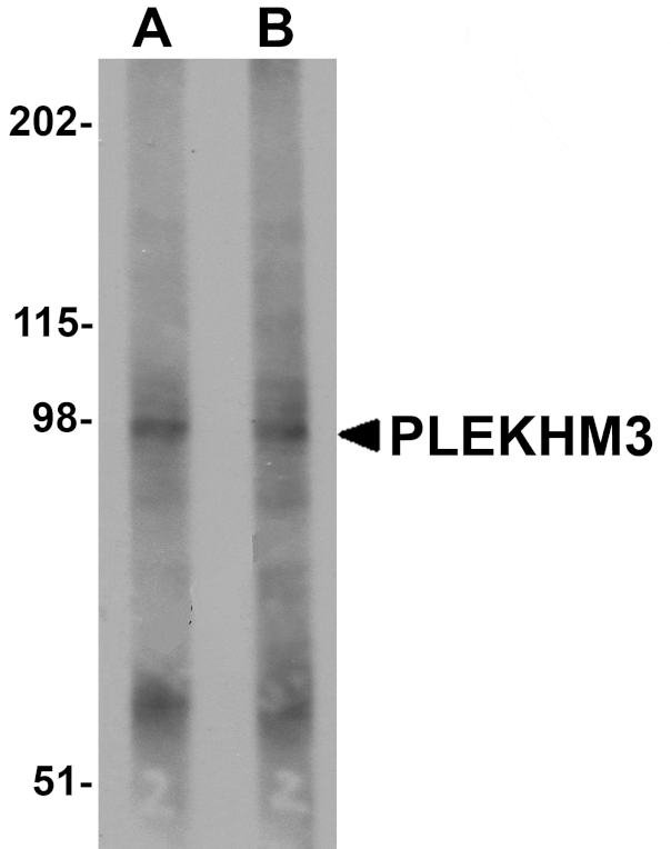 Western blot - PLEKHM3 Antibody from Signalway Antibody (25005) - Antibodies.com