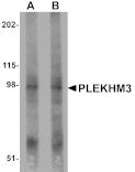 Western blot - PLEKHM3 Antibody from Signalway Antibody (25005) - Antibodies.com