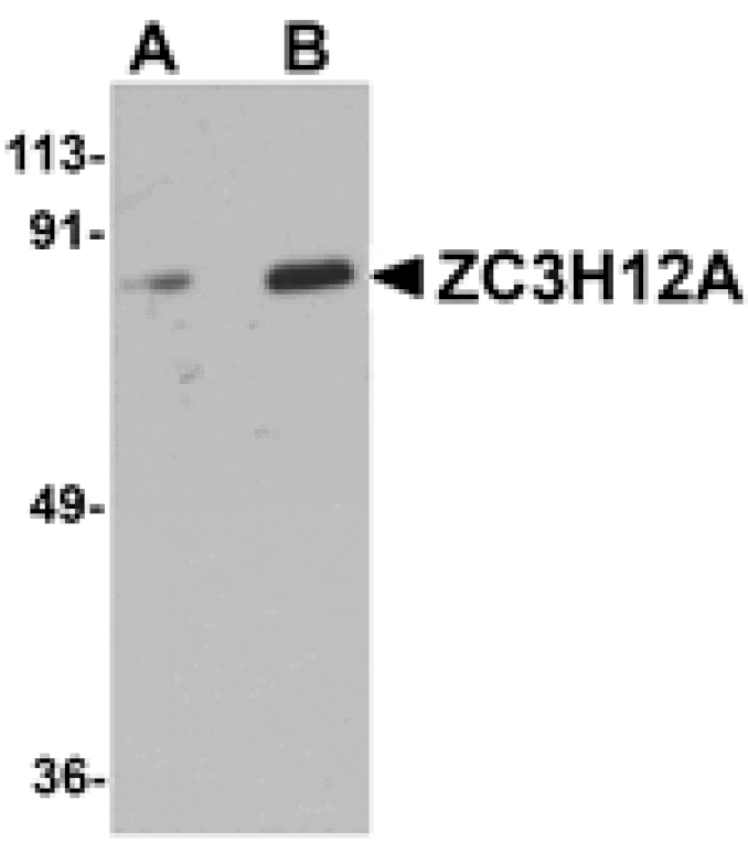 Western blot - ZC3H12A Antibody from Signalway Antibody (25085) - Antibodies.com
