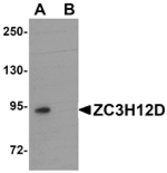 Western blot - ZC3H12D Antibody from Signalway Antibody (25088) - Antibodies.com