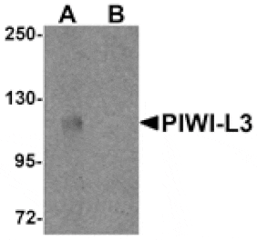 Western blot - PIWI-L3 Antibody from Signalway Antibody (25211) - Antibodies.com
