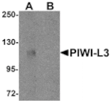 Western blot - PIWI-L3 Antibody from Signalway Antibody (25211) - Antibodies.com