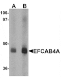 Western blot - EFCAB4A Antibody from Signalway Antibody (25214) - Antibodies.com