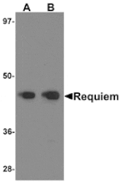 Western blot - REQUIEM Antibody from Signalway Antibody (25238) - Antibodies.com