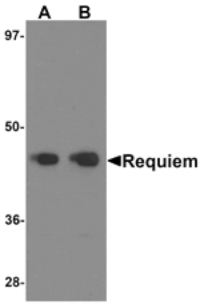 Western blot - REQUIEM Antibody from Signalway Antibody (25238) - Antibodies.com