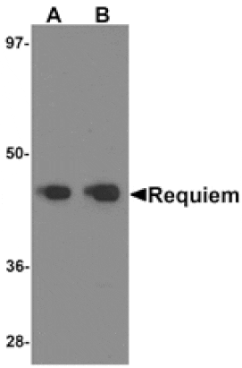 Western blot - REQUIEM Antibody from Signalway Antibody (25238) - Antibodies.com