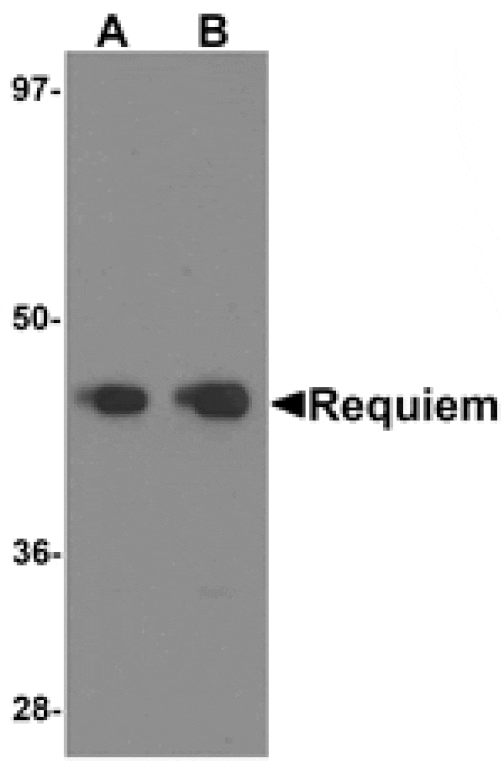 Western blot - REQUIEM Antibody from Signalway Antibody (25238) - Antibodies.com
