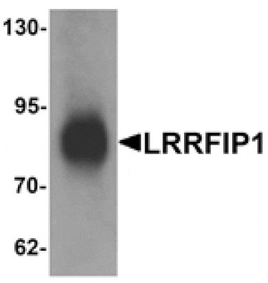 Western blot - LRRFIP1 Antibody from Signalway Antibody (25273) - Antibodies.com