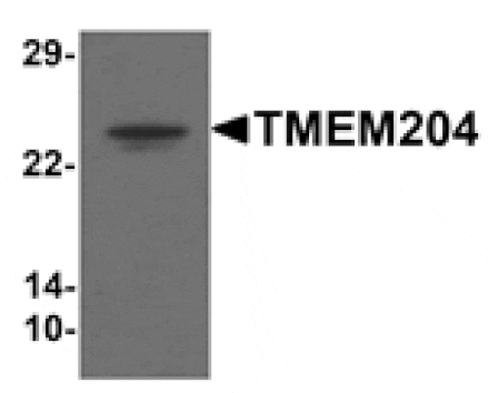 Western blot - TMEM204 Antibody from Signalway Antibody (25334) - Antibodies.com