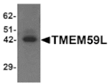 Western blot - TMEM59L Antibody from Signalway Antibody (25337) - Antibodies.com
