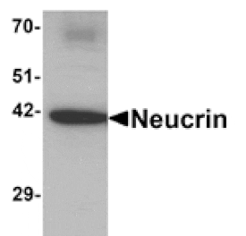 Western blot - NEUCRIN Antibody from Signalway Antibody (25359) - Antibodies.com